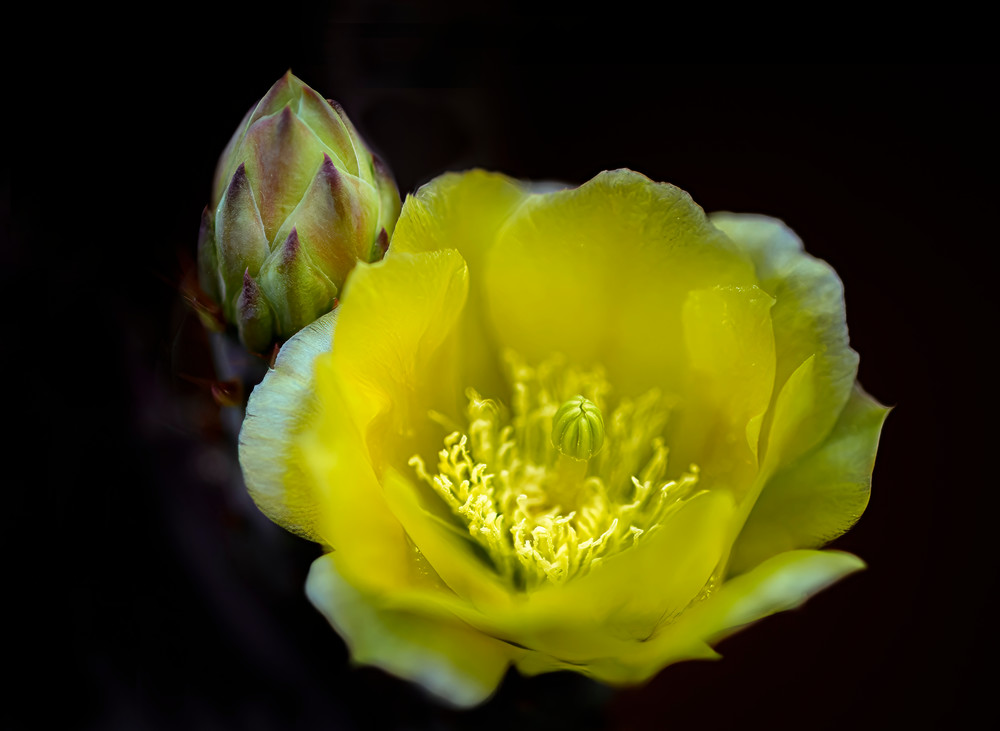 Santa Rita Prickly Pear Bloom #7 | Flowers Collection | CBParkerPhoto Art