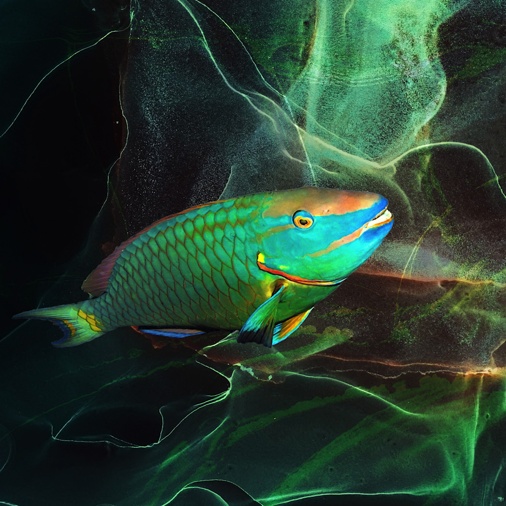 Stoplight Parrotfish Art | Light Pixie Studio