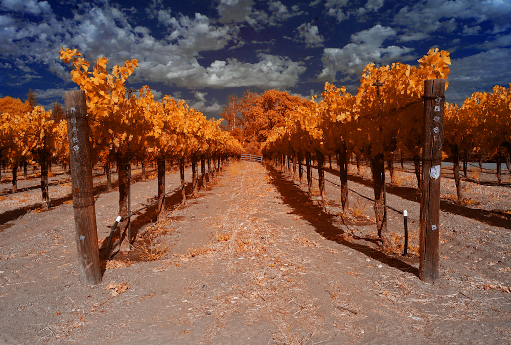 Vinyard In Santa Ynez Valley, Orange Photography Art | Bryce Quayle Fine Art Photography