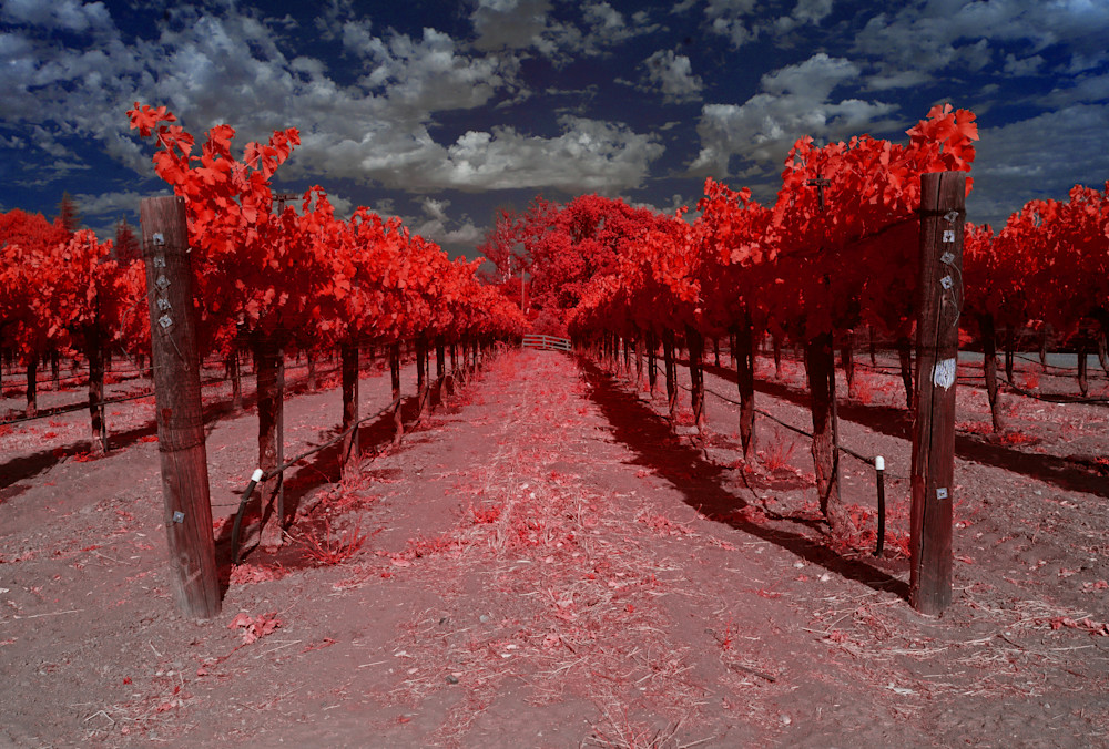 Vinyard In Santa Ynez Valley, Red Photography Art | Bryce Quayle Fine Art Photography