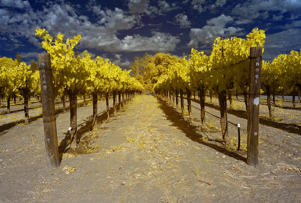 Vinyard In Santa Ynez Valley, Yellow Photography Art | Bryce Quayle Fine Art Photography
