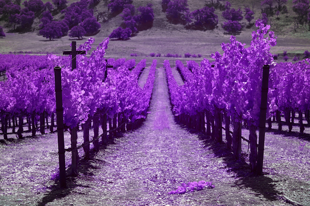 Vinyard In Santa Ynez Valley, Purple Photography Art | Bryce Quayle Fine Art Photography