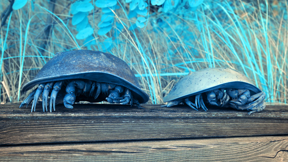 "Blue" Crabs, Cape Cod Photography Art | Bryce Quayle Fine Art Photography