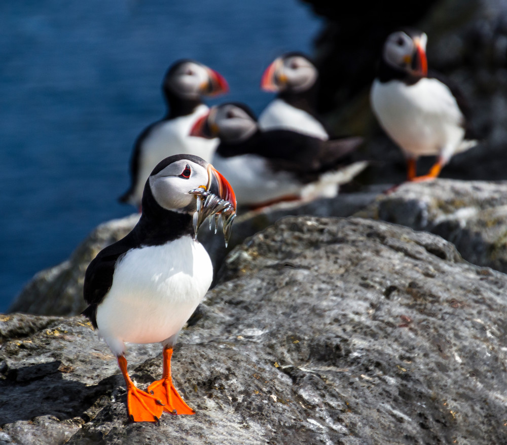 Puffin Party Photography Art | Focal Pointers LLC