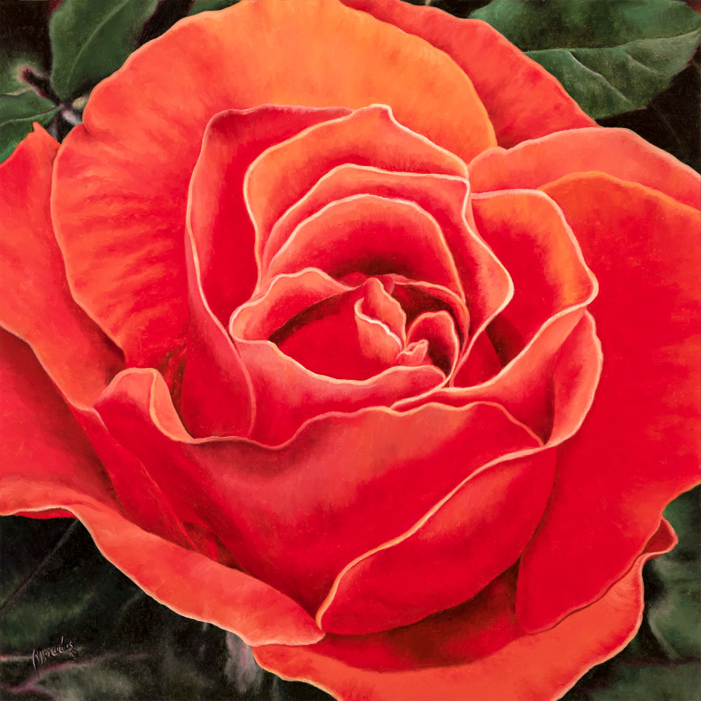 Coral Rose   Prints Art | Mercedes Fine Art