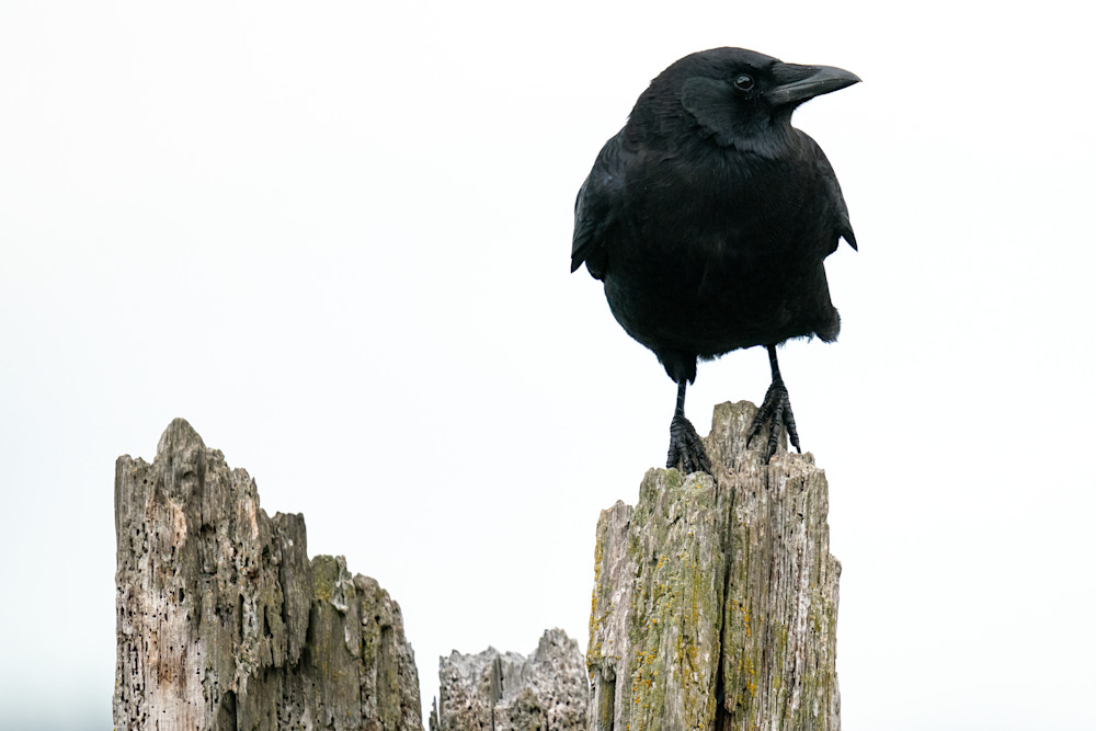Crow on Pylon