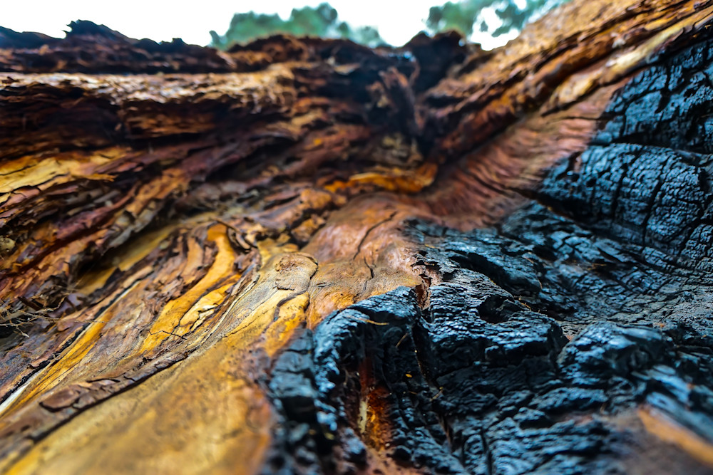 Sequoia Closeup
