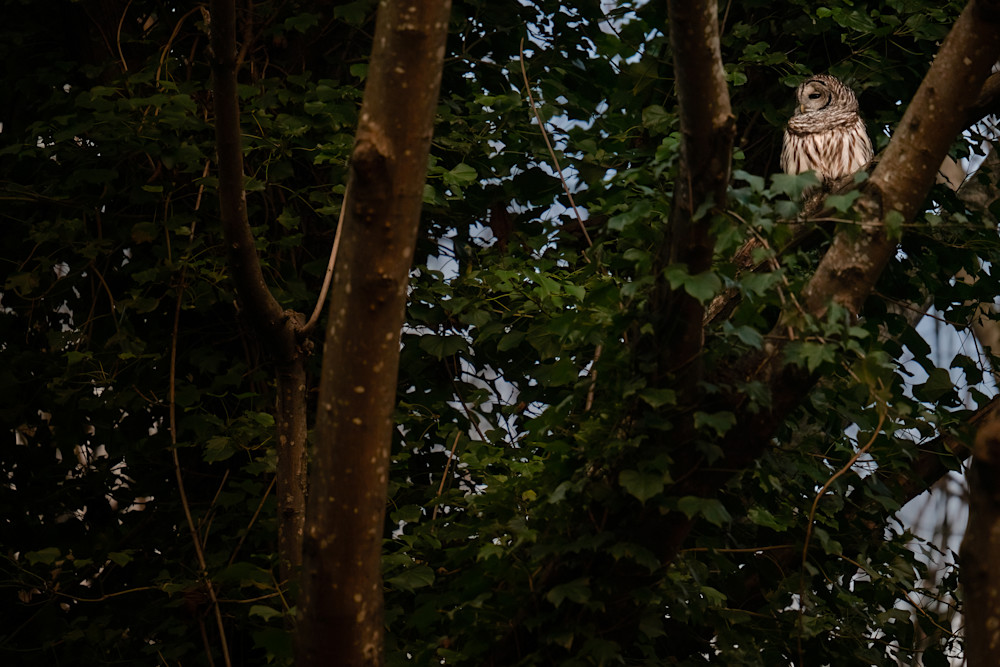 Barred Owl in Ivy Tree