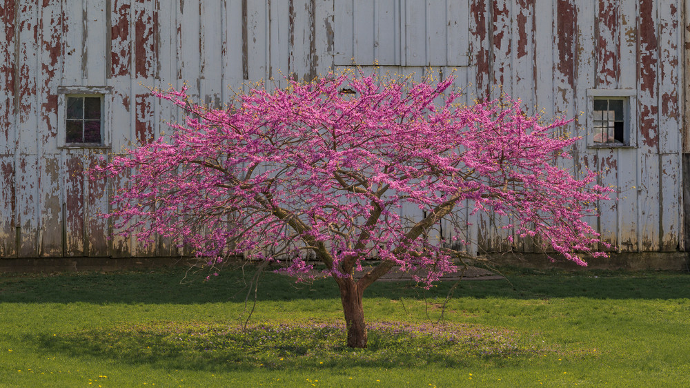 Redbud Tree In Bloom