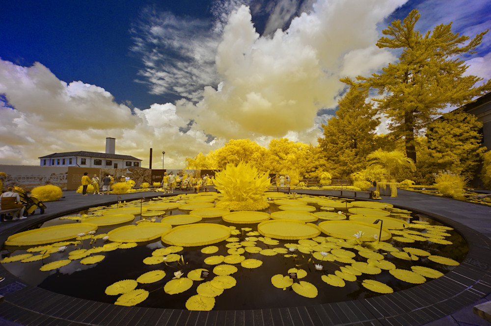 Yellow Lily Pads And Trees, Longwood Gardens, Kennett Square, Pa Photography Art | Bryce Quayle Fine Art Photography