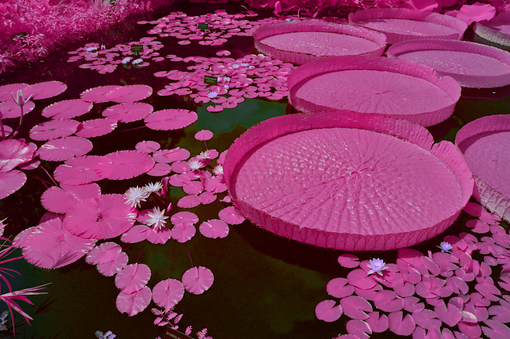 Pink Lily Pads, Longwood Gardens, Kennett Square, Pa Photography Art | Bryce Quayle Fine Art Photography