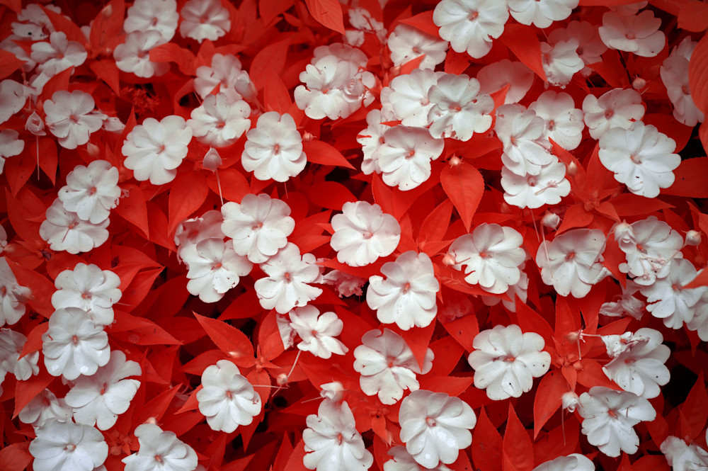 Red And White Flowers, Longwood Gardens, Kennett Square, Pa Photography Art | Bryce Quayle Fine Art Photography