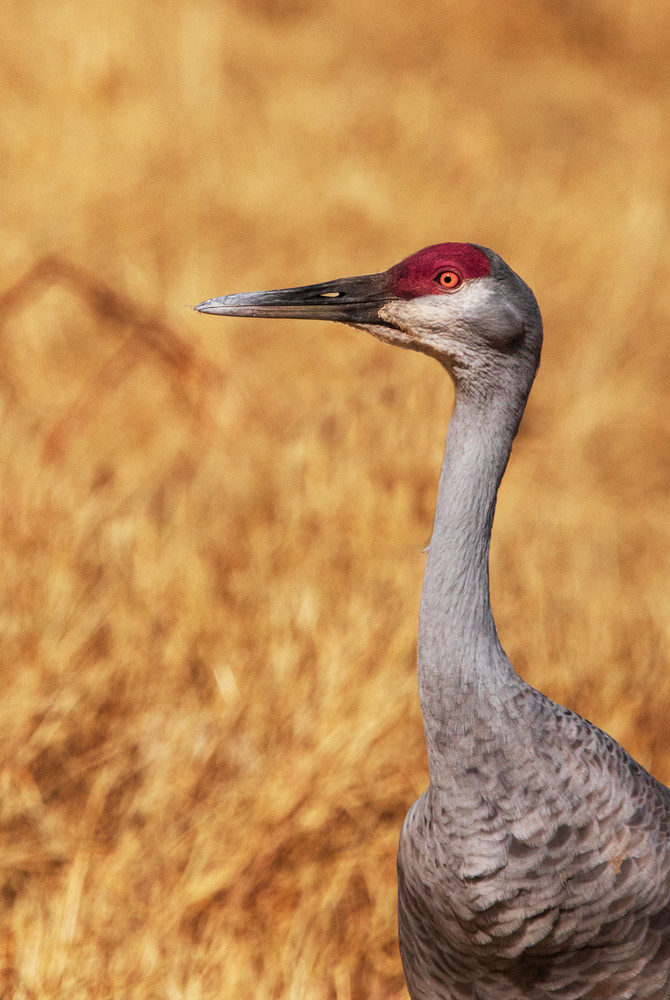 Crane In Cornfield Photography Art | Dana Echols Photography 