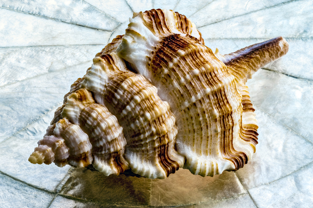 Murex On Marble Photography Art | Thirdwind Photography