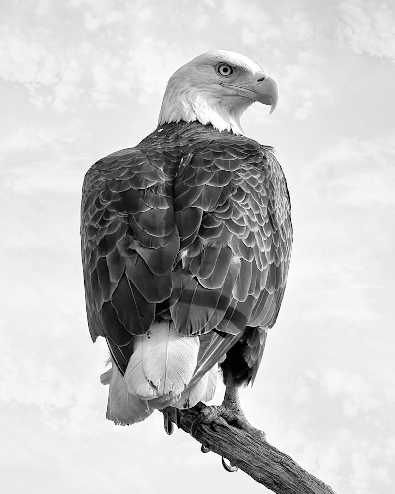 Perched Bald Eagle in B&W