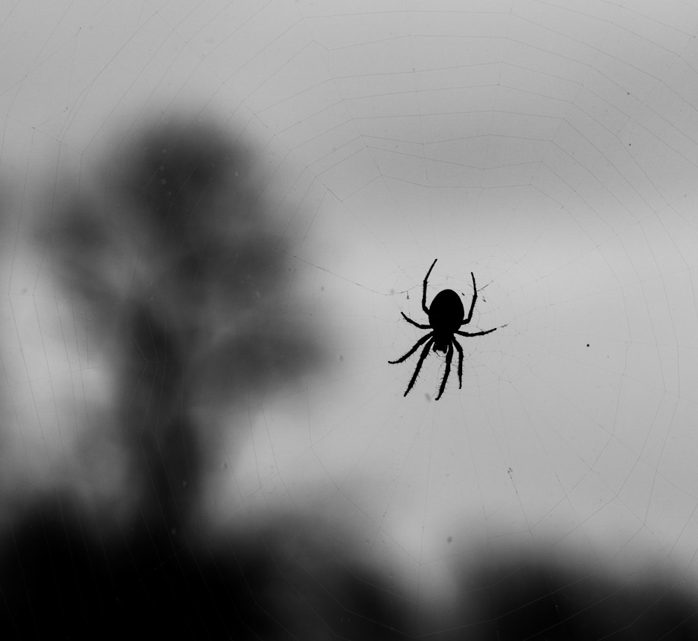Spider At Work On Window Detail Photography Art | Peter T. Knight Photography