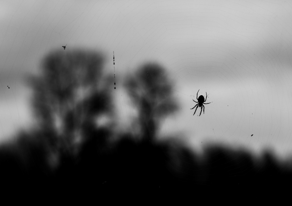 Spider At Work On Window  Photography Art | Peter T. Knight Photography