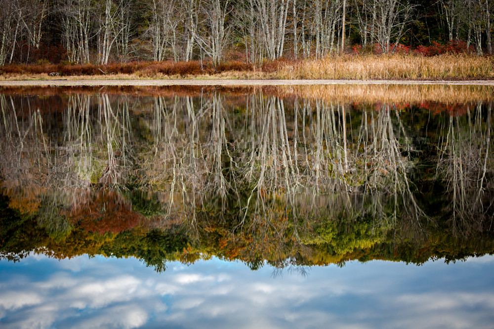 Lions Lake, New York Photography Art | Kim Clune, Photographer Untamed