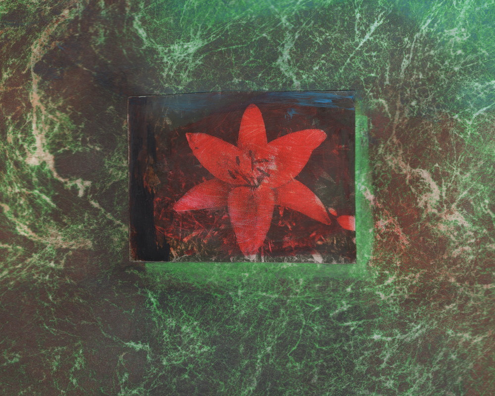 Red Lily Art | Mark Rushton