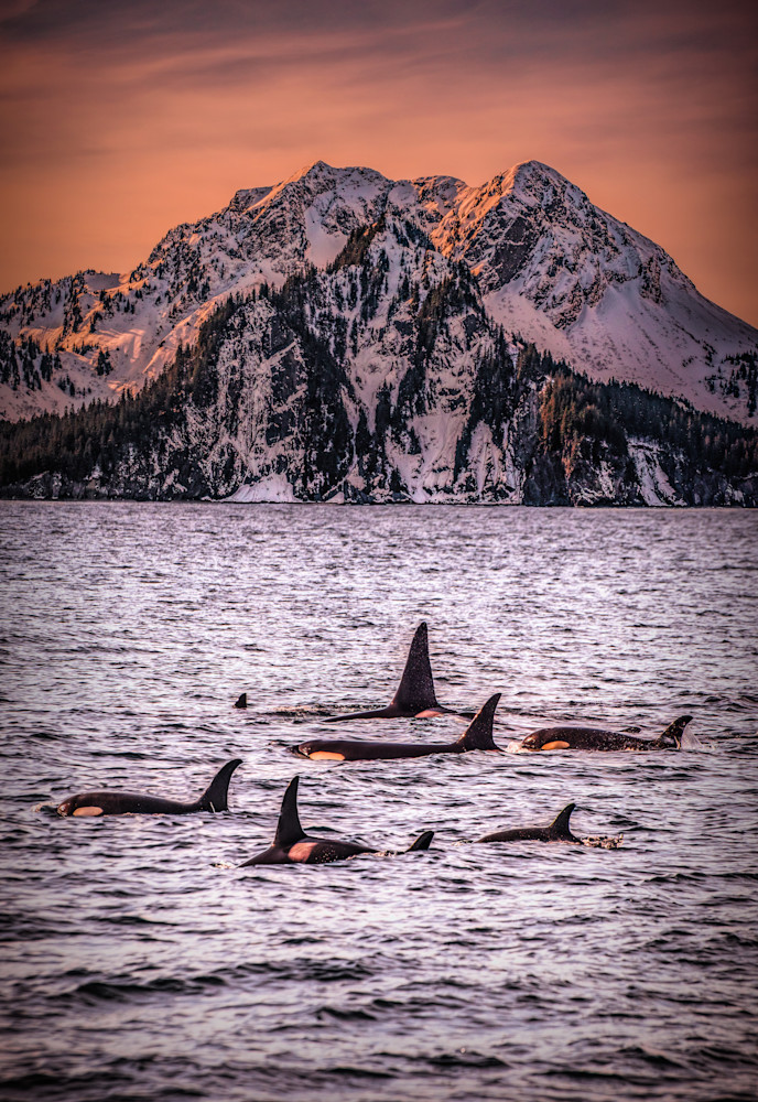 Killerwhale Composite Photography Art | 603016584