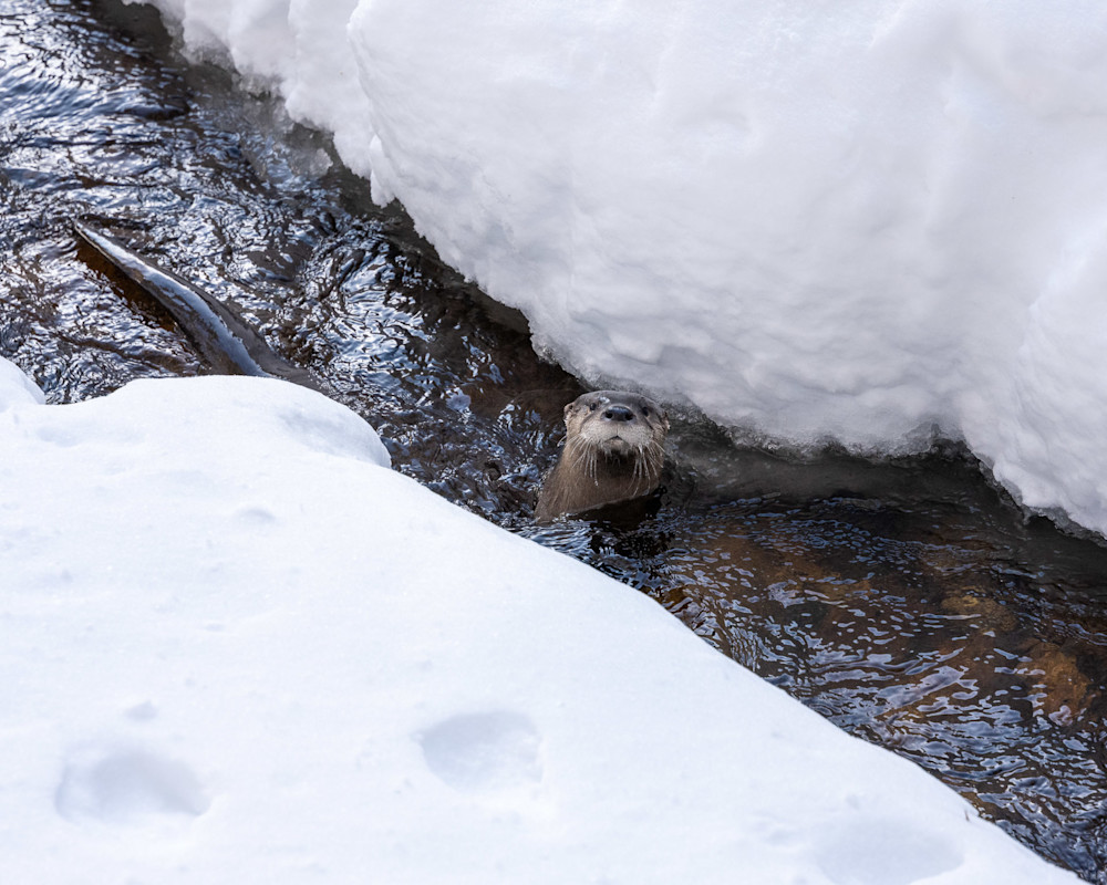 Northern river otter in Rocky Mountain NP by James Frank