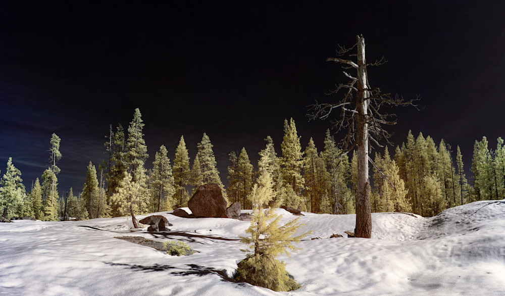 Large Snag, Melting Snowpack, Afternoon Light, Sierra Nevada Photography Art | davidarnoldphotographyart.com