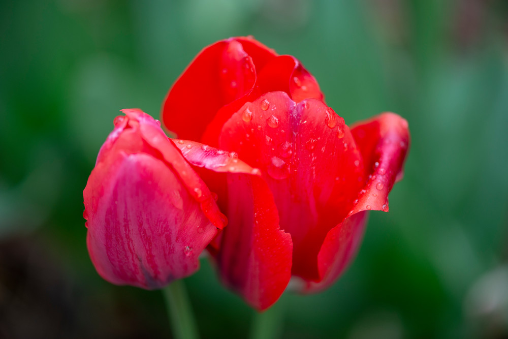 Two Tulips In Rain Photography Art | Arty Shots