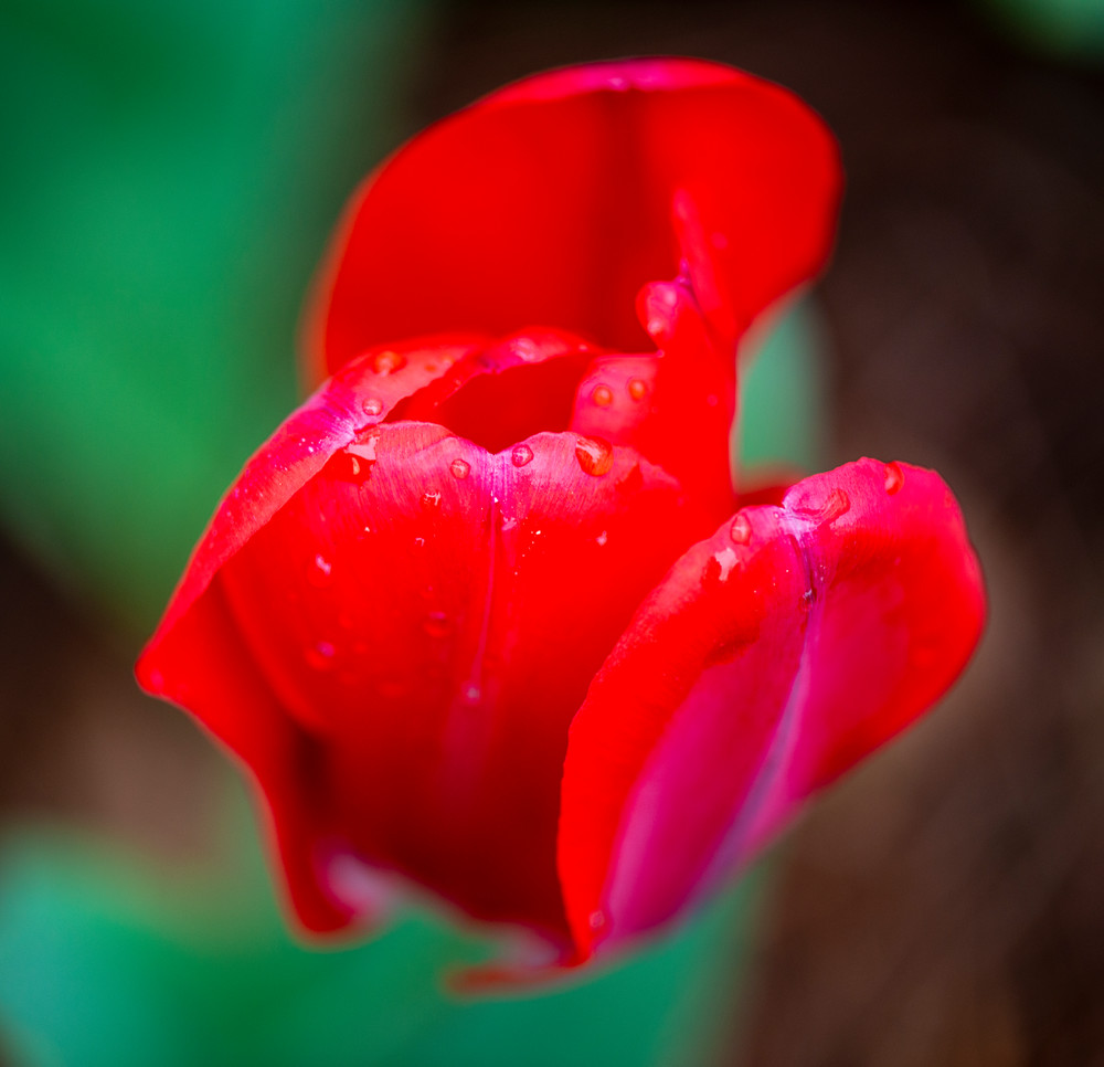 Tulip In Rain Photography Art | Arty Shots