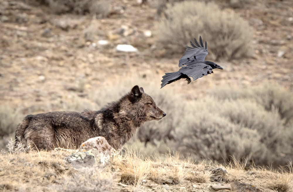 Ag Black Wolf And His Wingman Art | Open Range Images