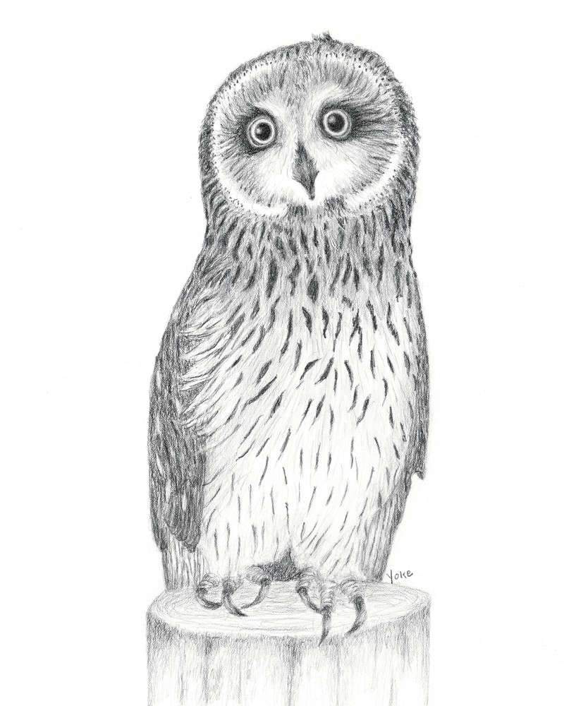 'atticus Short Eared Owl' Ambassador Photography Art | Nature's Art Productions 