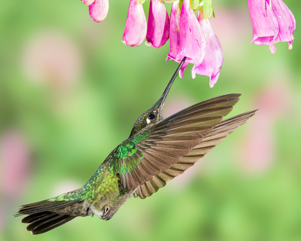 Talamanca Hummingbird Art | Terrie Gray Photography LLC