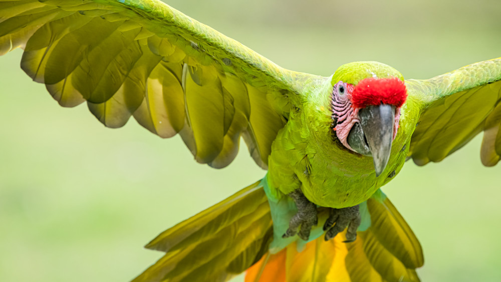 Green Macaw Flying Too Close Photography Art | Terrie Gray Photography
