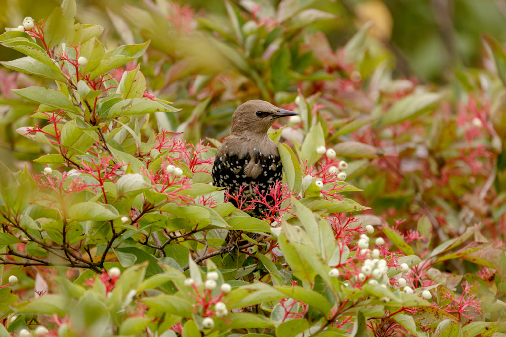 European Starling In Dogwood Berries Photography Art | Mike Soegtrop Photography