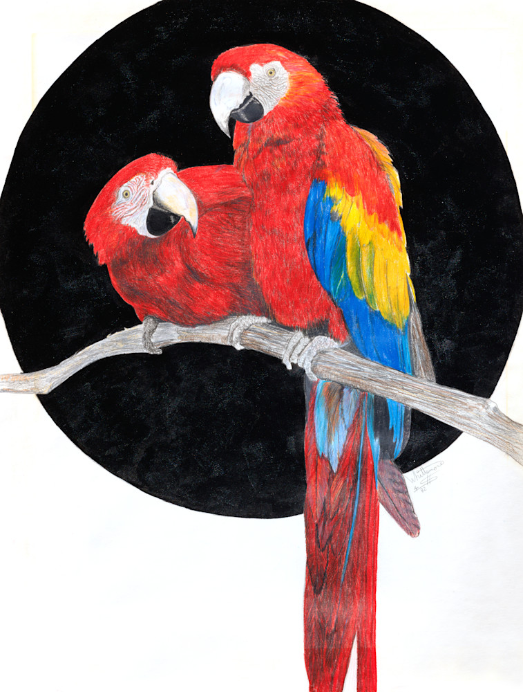 Macaws 1982 Art | Bill Whittemore Art