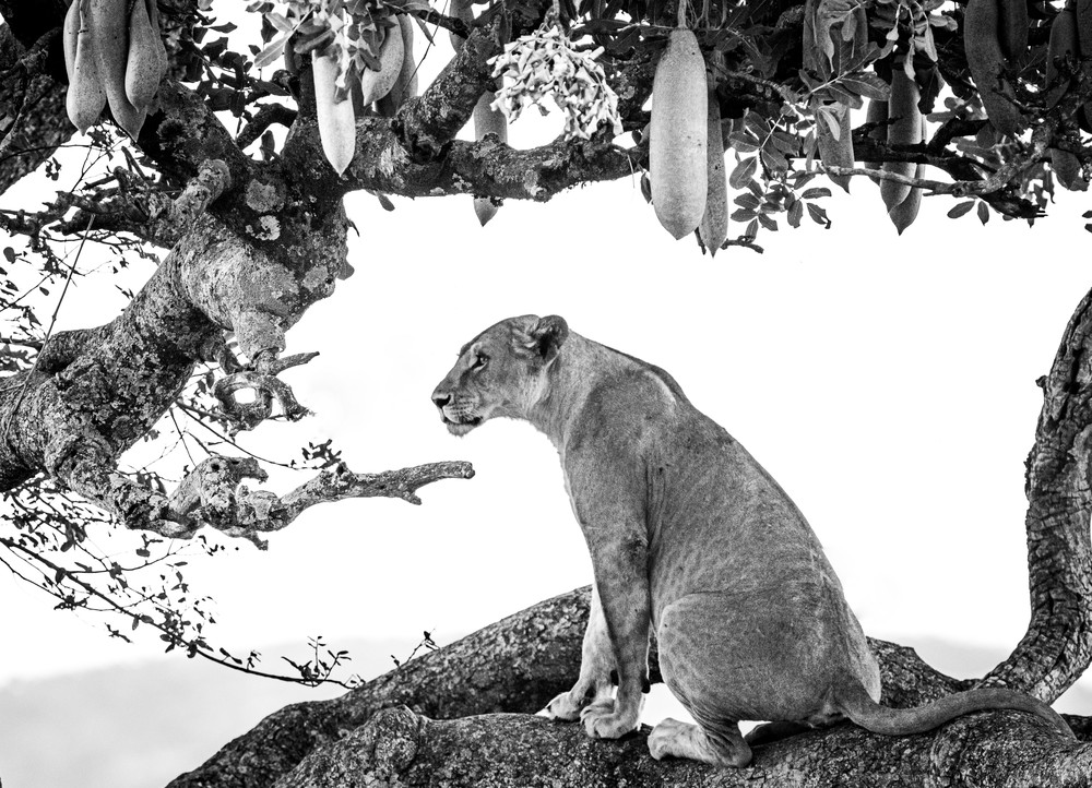 Ag Lioness Resting In The Sausage Tree Art | Open Range Images