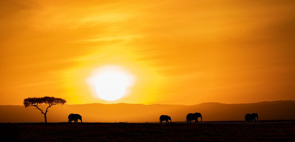 Ag Maasai Mara Sunrise....With Elephants Art | Open Range Images
