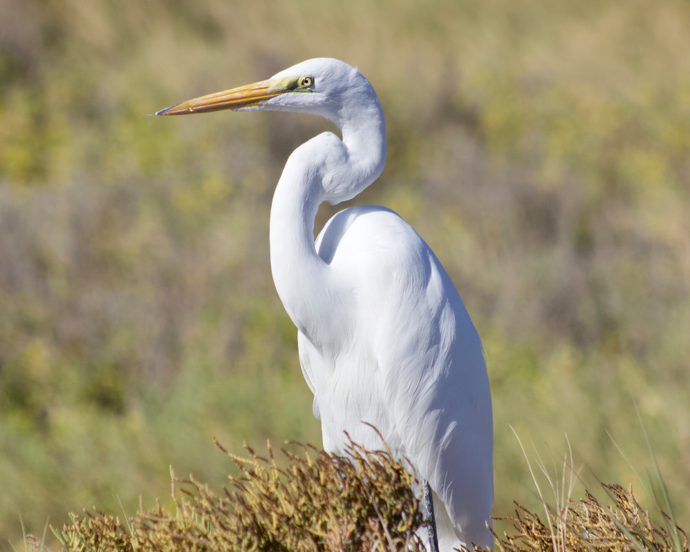 Great White Egret; prints on line / Susan Rangitsch Photography