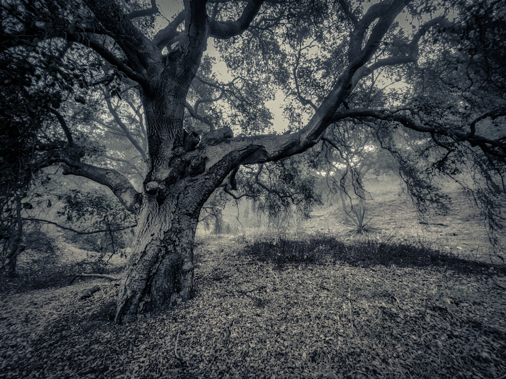 Lisa Carney   California Oak 1 Photography Art | Lisa Carney