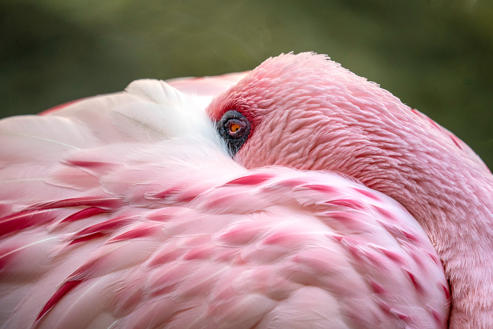 Flamingo Beauty - Flamingo Art | William Drew Photography