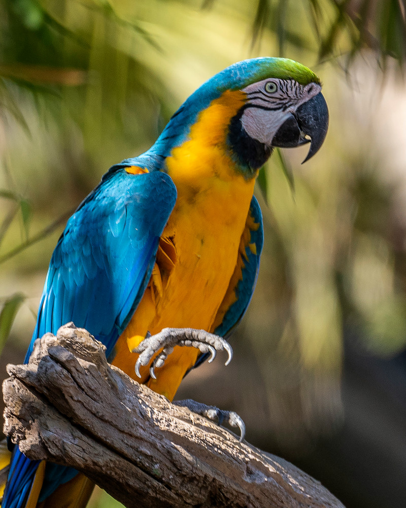 Blue and Gold Macaw Wildlife Art by William Drew Photography