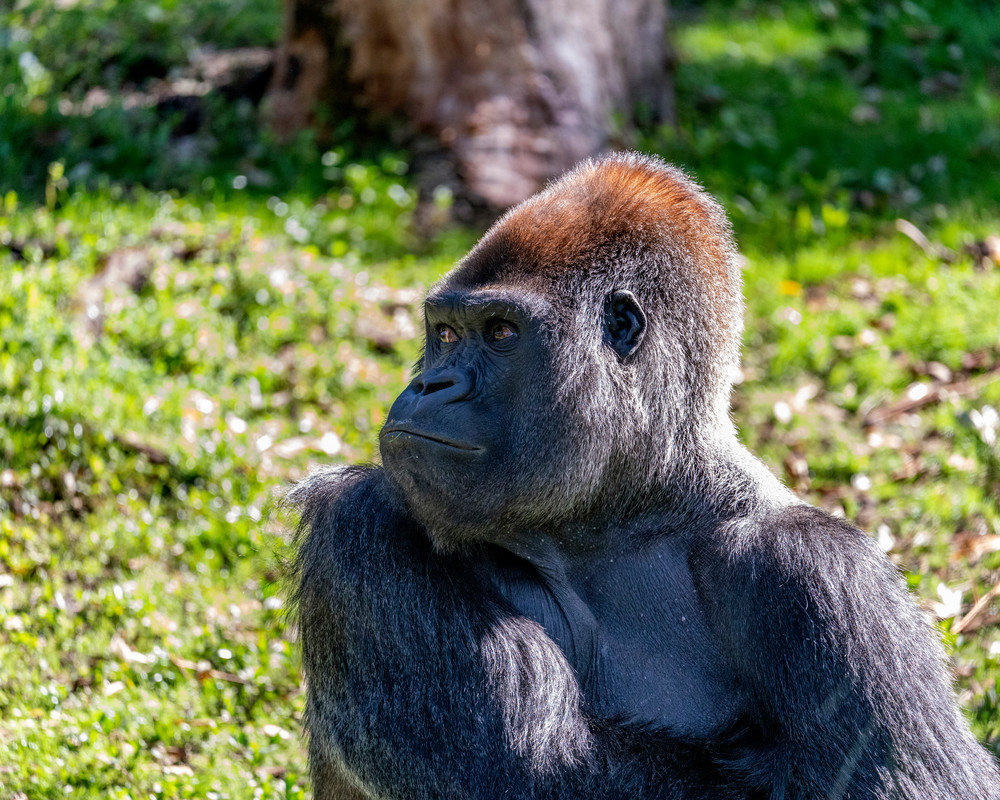 Gorilla Dreams - Gorilla Photography | William Drew Photography