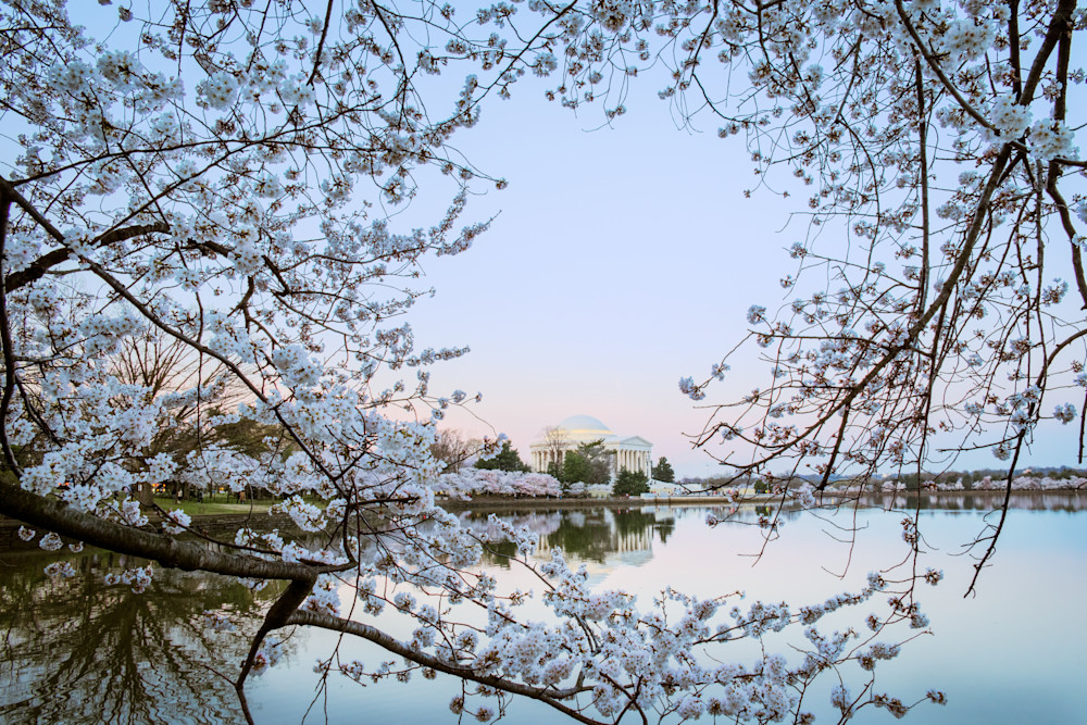 The Jefferson Memorial visible past Cherry Blossoms on Washington, DC's Tidal Basin - Fine Art Photography Print