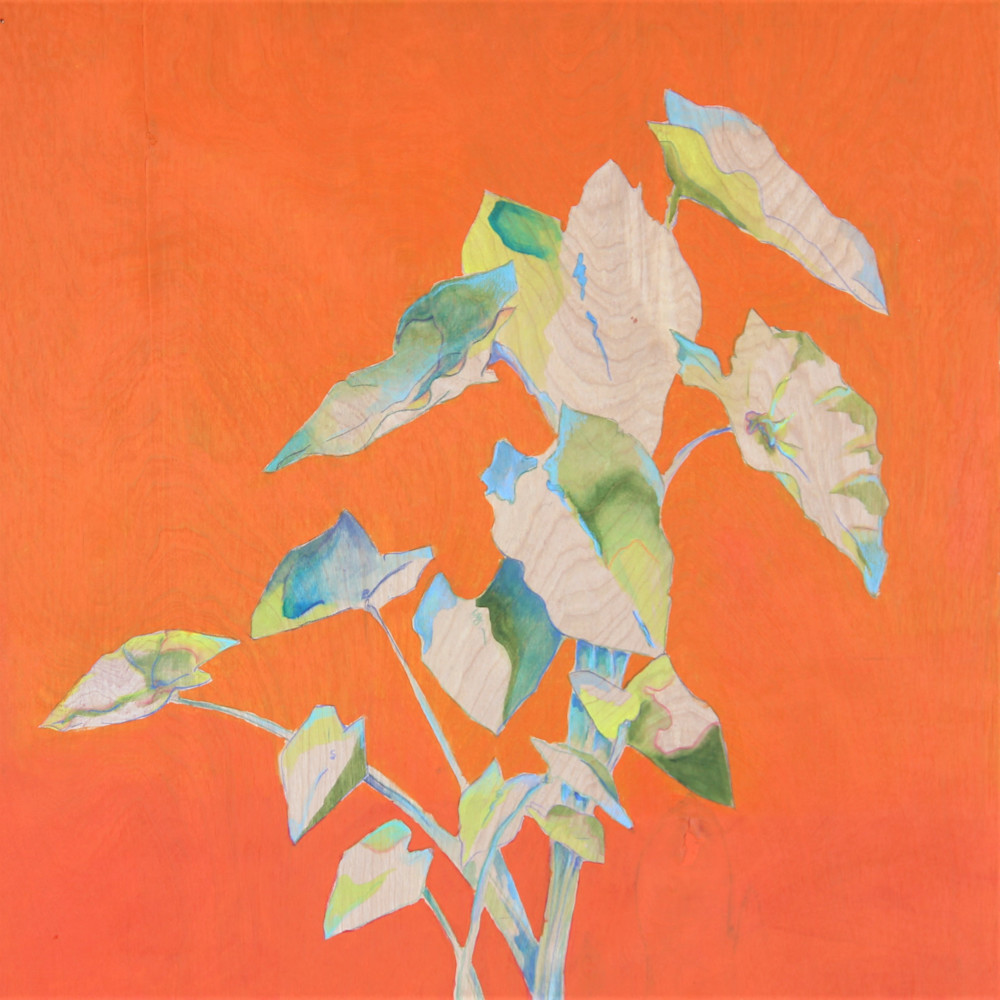 Orange Botanical Art | Betsy Hobkirk Art