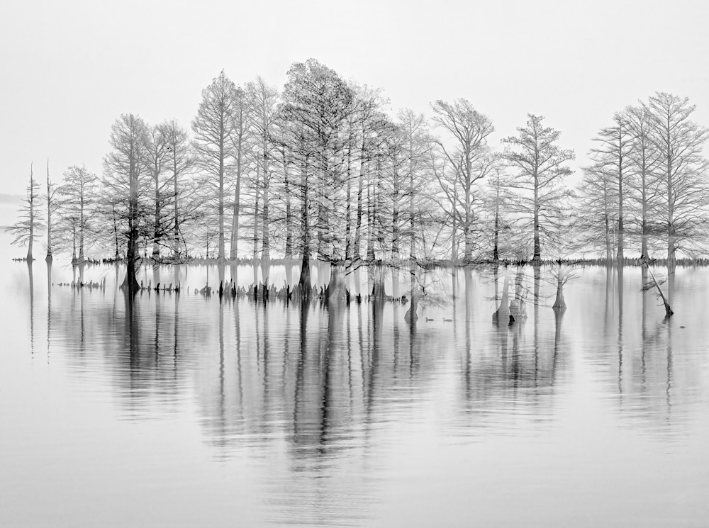 Black and white platinum landscape lake with bald cypress trees