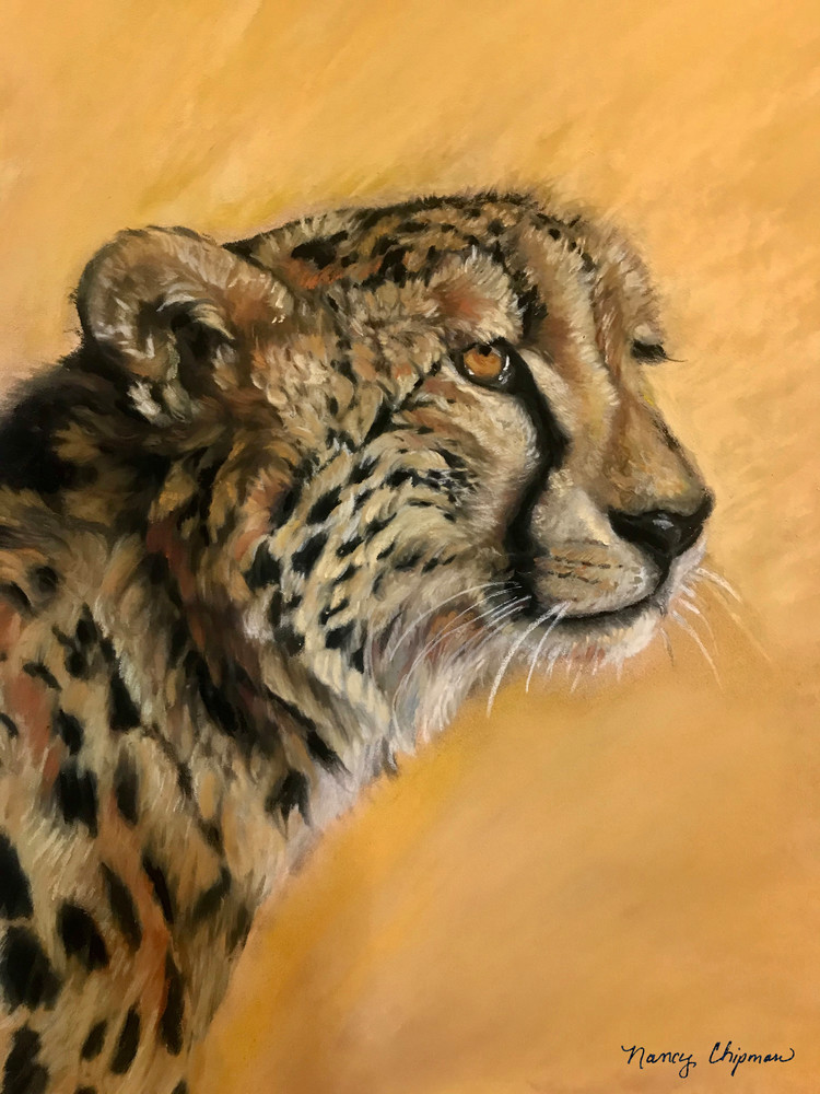  Watchful Cheetah Art | nancychipman