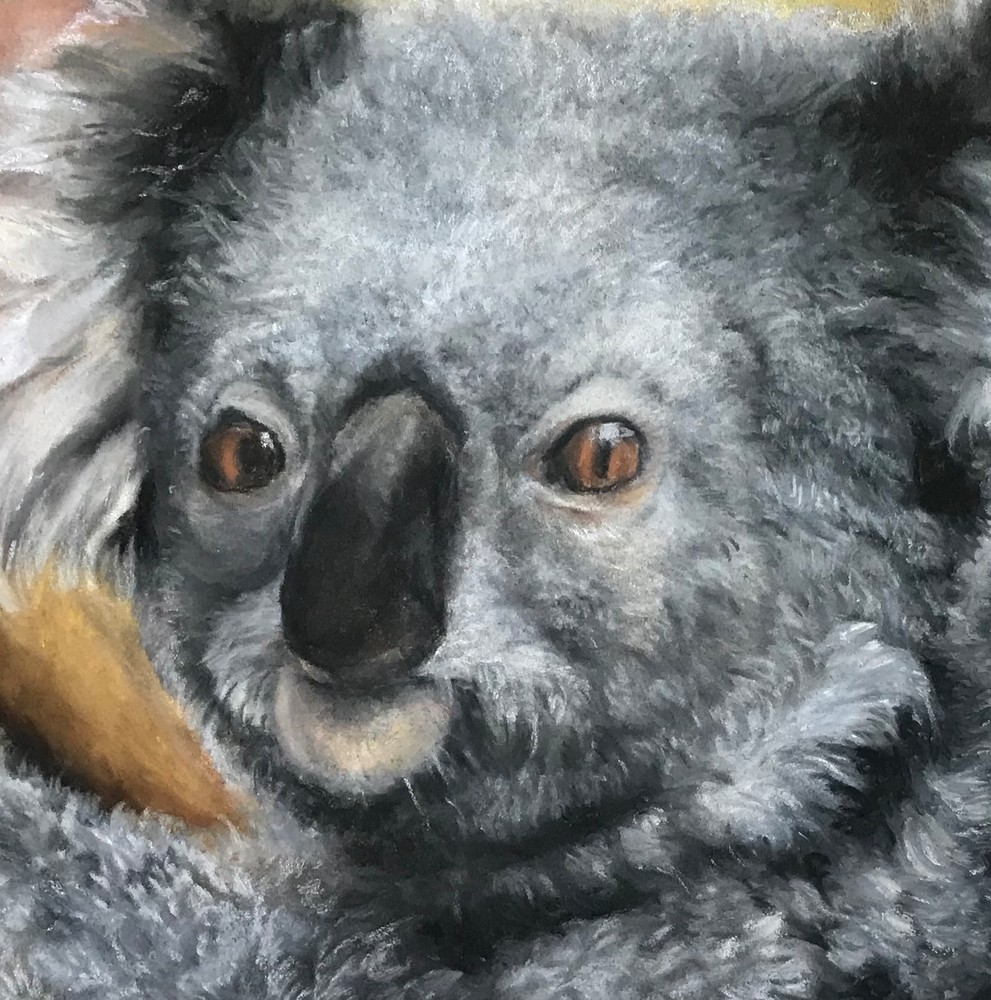 Cuddly Koala Art | nancychipman