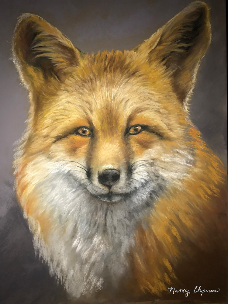 Inquisitive Fox  Art | nancychipman