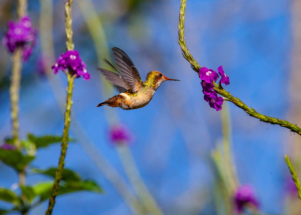 Hummingbird Hovering While Feeding Greeting Card | Nicki Geigert, Photographer