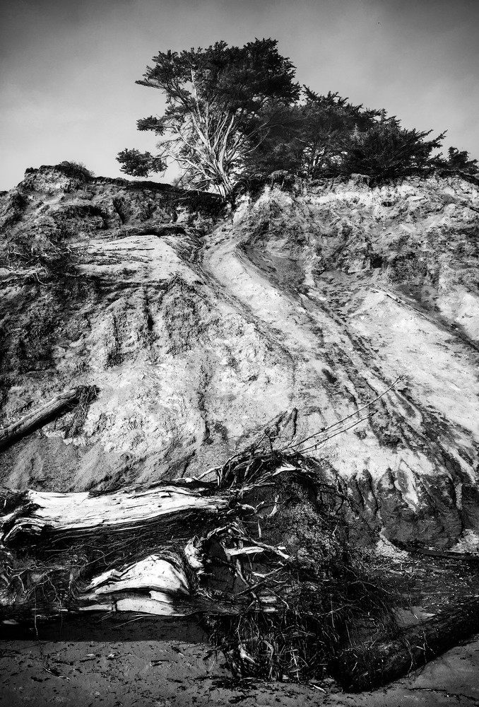 Agate Beach Cliff And Tree Art | Patrick Cosgrove Art and Photography