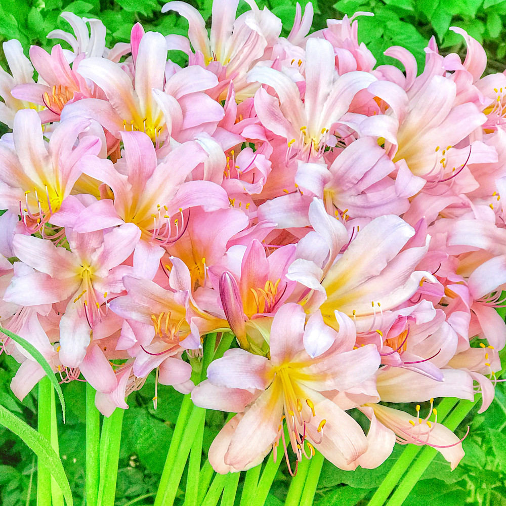 Suprise-lilies,